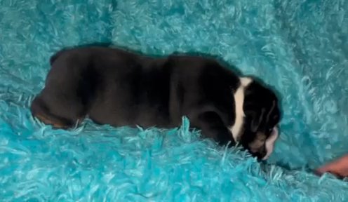 Mr. Cupid- Black Tri Trindle AKC (SOLD) in Lakeland, Florida