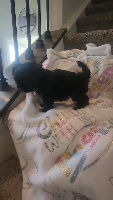 SOLD The cutest little black diamond Yorkie girl? ? SOLD in Indianapolis, Indiana