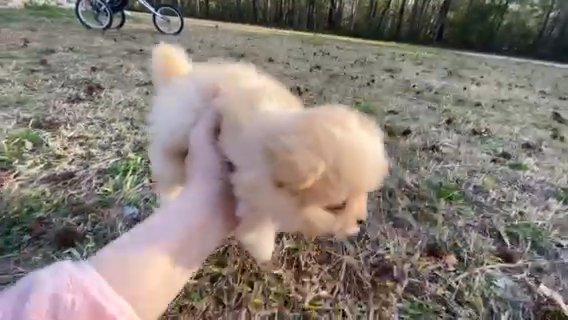 Pomeranian Boy 💙🐶 in Wilmington, North Carolina