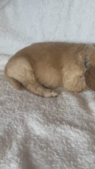 Golden Doodle in Delano, California