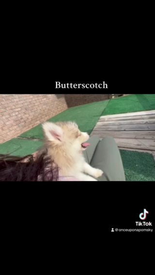 Butterscotch in Dublin, Georgia