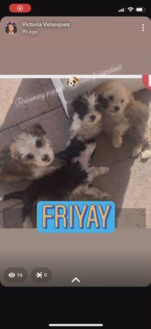 Rehoming Puppies in Tucson, Arizona