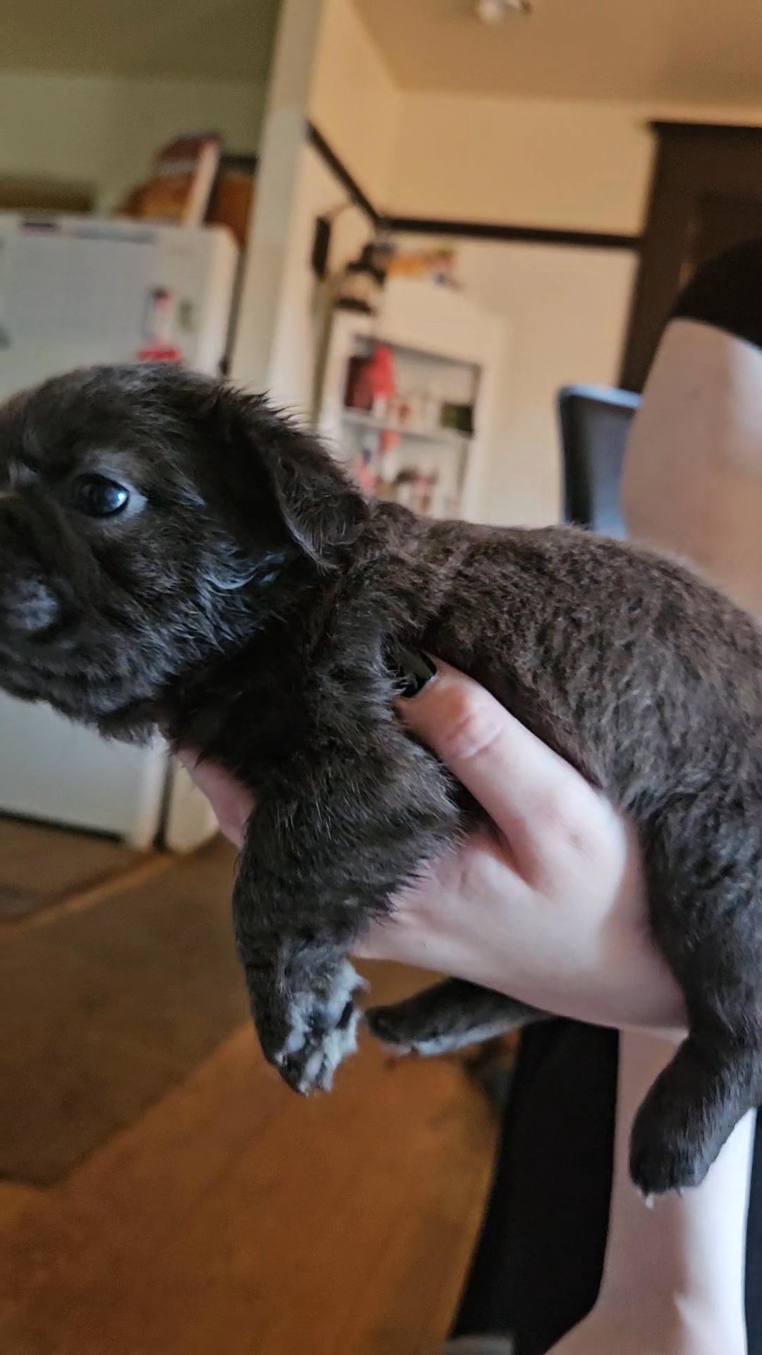 big rope fluffy frenchy female in Detroit, Michigan