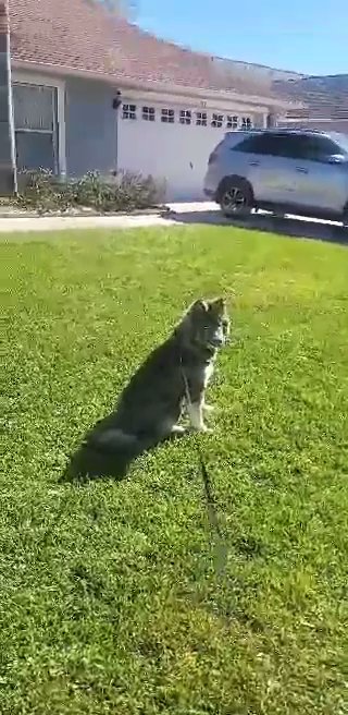 My beautiful Siberian Husky Libby ❤️ in St. Cloud, Florida