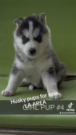 Husky Puppies in Los Angeles, California