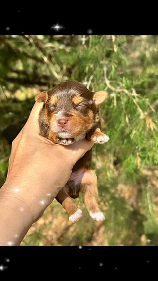 Akc Fred in Sumter, South Carolina