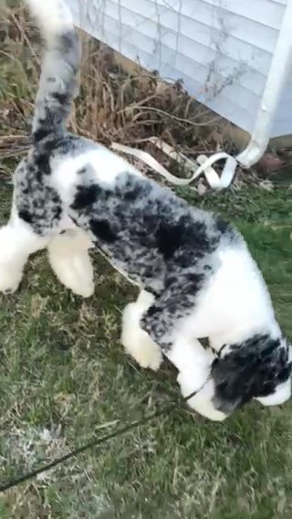 Akc merle standard Poodle Male Phantom Carrier in Indianapolis, Indiana