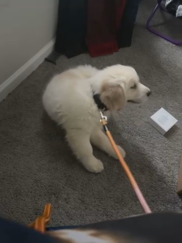 Akc Golden Retriever in Raleigh, North Carolina