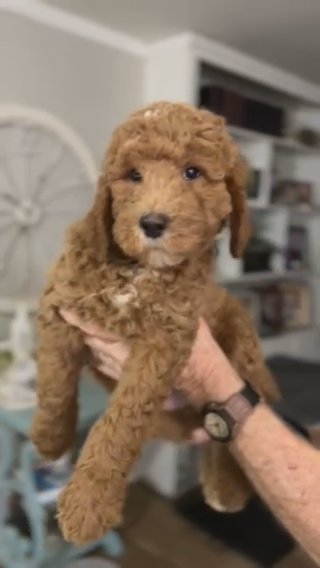 F2b Medium Goldendoodles in Tulsa, Oklahoma