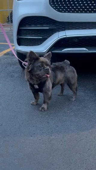 Blue Fluffy French Bulldog- Female in Tampa, Florida