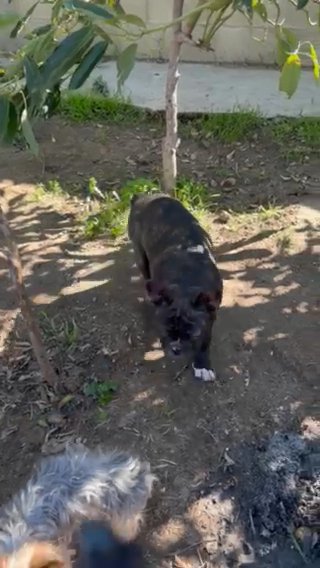 French Bulldog in Fontana, California