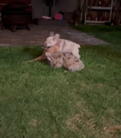 French Bulldog in Norwalk, California