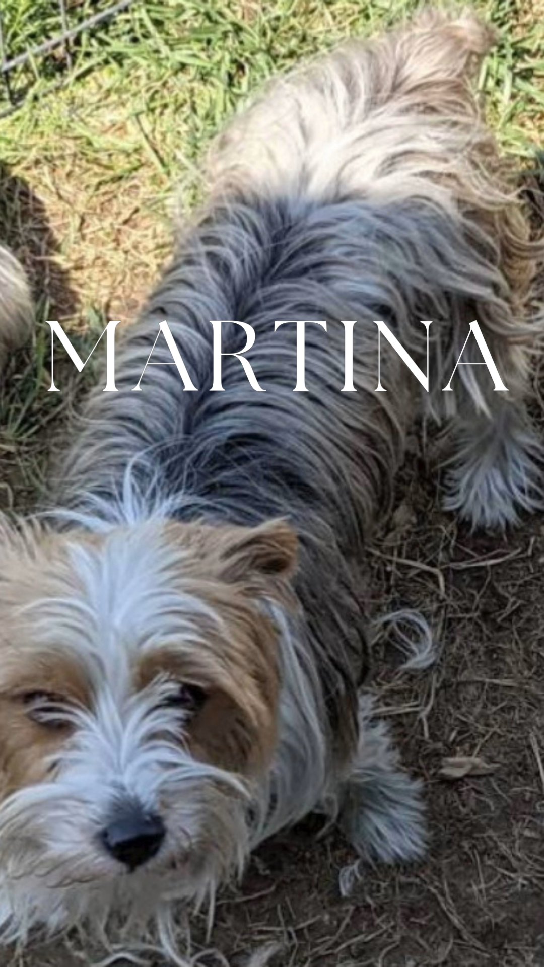 Martina AKC in Washington, District of Columbia