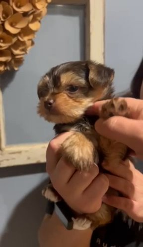 CKC Chocolate Yorkie in Newton, North Carolina