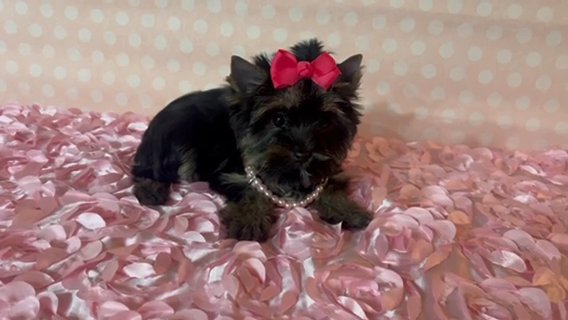 Akc Dark Traditional Female Yorkie Terrier in Riverside, California