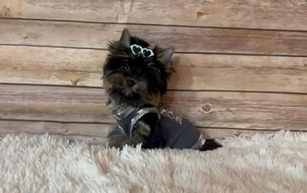 Akc Small Dark Traditional Boy Yorkie in Riverside, California