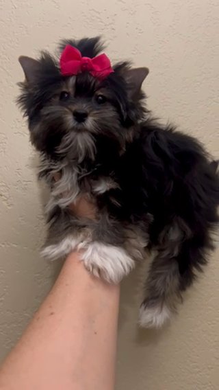 Eve Small Traditional Black And Gold Female Yorkie in Riverside, California
