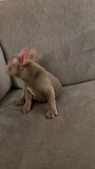 Isabella French bulldog in Tampa, Florida