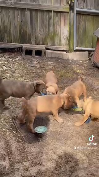 Cane Corso Puppies Playing in Columbia, South Carolina