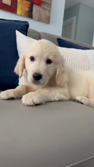 Golden retriever Puppies in Miami, Florida