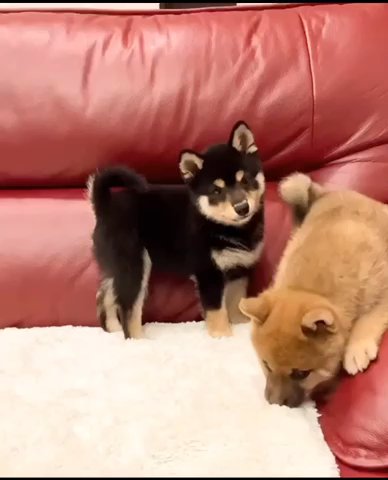 DaisyToy Pomsky in Los Angeles, California