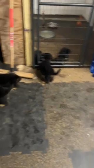 German shepherd puppies in Greenville, North Carolina