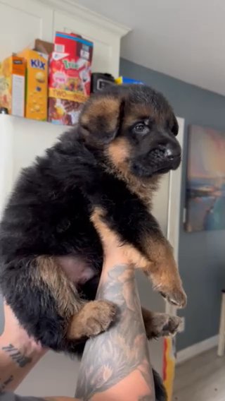 Akc German Shepherd Puppy in Rancho Cordova, California