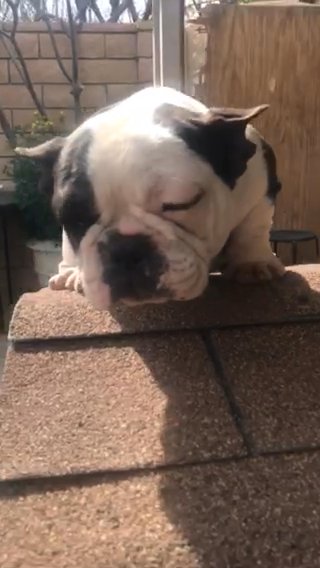 8 Month Old Dwarf French Bulldog Female in Riverside, California