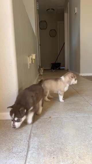 Huskie Pups in Surprise, Arizona