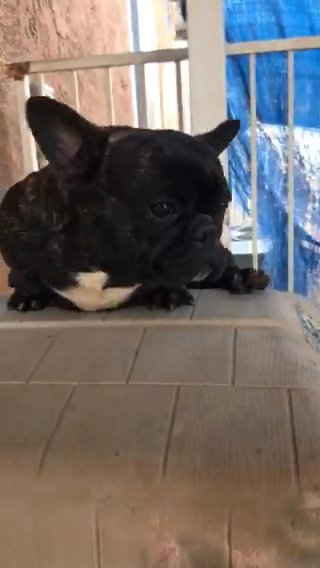 1 Year 6 Months Micro Female French Bulldog in Riverside, California
