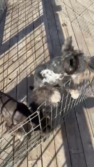 Miniature Schnauzer Boy in Tucson, Arizona