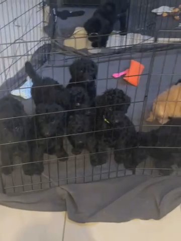 8 Wks Old Standard Poodle Puppies in Lehigh Acres, Florida