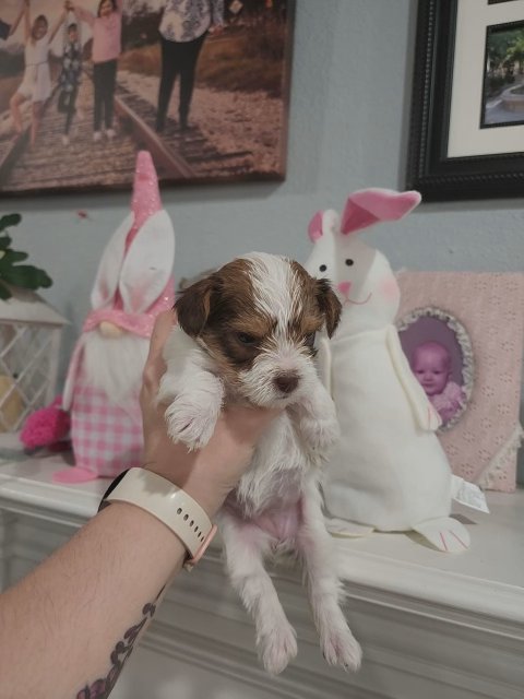 Callie chocolate parti yorkie female in McKinney, Texas