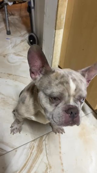 MR.ENZO STUD DADDY in West Palm Beach, Florida