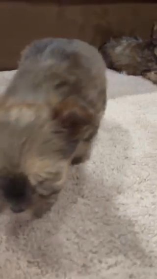 Adorable Sable Bear Yorkies in Savannah, Georgia