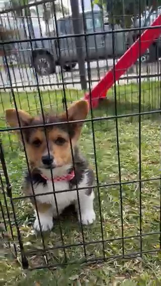 Puppies in Colton, California