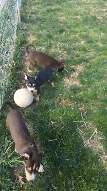 pitsky puppies in Washington, District of Columbia