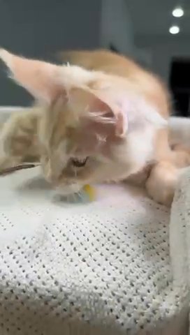 Maine Coon Male in Newtown, Pennsylvania