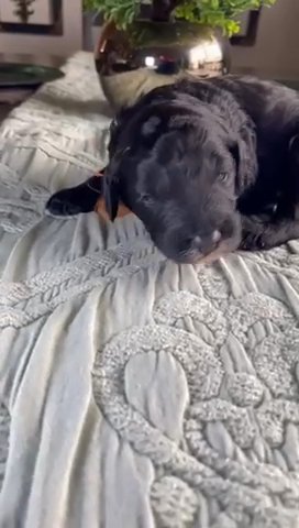Gucci in Hesperia, California