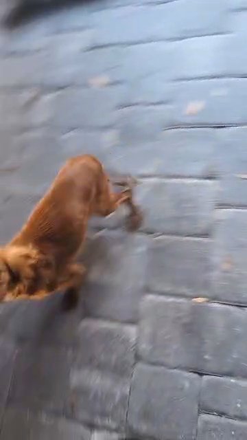 female cavalier for sale in Orlando, Florida