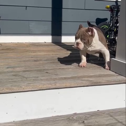 5 Month Old Lilac Micro Male Bully in Richmond, Virginia