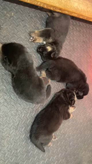 AKC, German shepherd puppies in Greenville, North Carolina