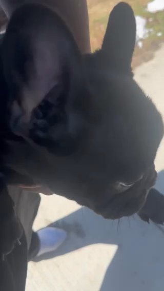 French Bulldogs in Detroit, Michigan
