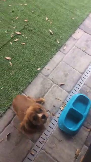female King Charles Spaniel (ruby) in Orlando, Florida