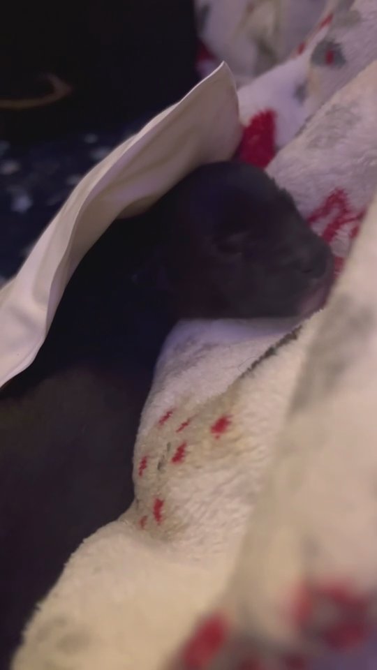 Australian shepherd pups in Morgantown, West Virginia