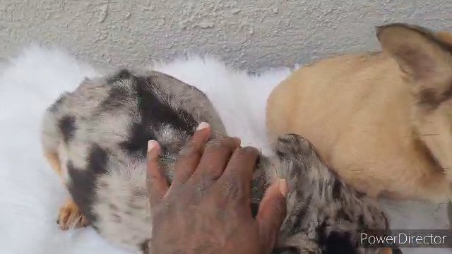 FLUFFY FRENCHIE FEMALES in Hollywood, Florida