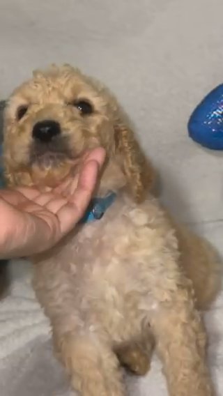 Goldendoodle in Delano, California