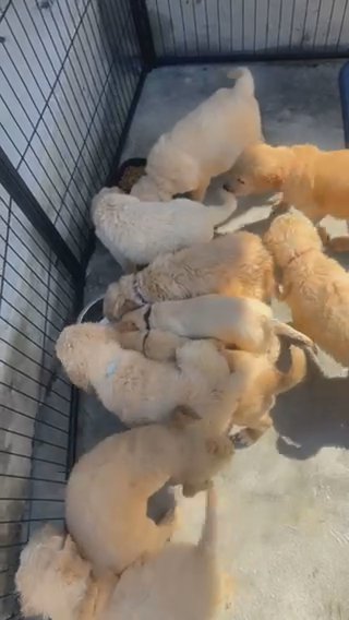 Goldendoodles in Delano, California