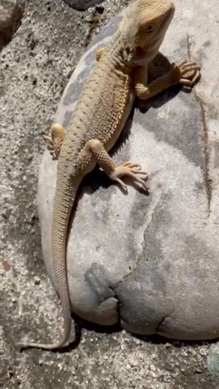 “ZERO” Bearded Dragon in San Jacinto, California