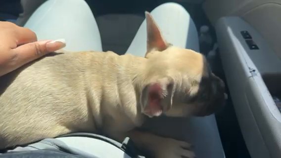 Looking for My furever…. in Tampa, Florida
